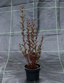 Dekoratyvinis krūmas, paprastasis pūslenis, SODO GAMA "Little Devil", vazonėlio talpa 2 l.