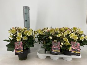 Daugiametė gėlė, eleboras "Snow Dan", vazonėlio skersmuo 15 cm.