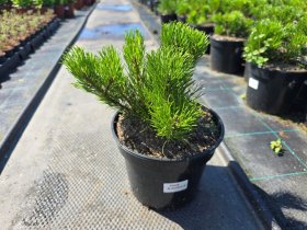 Spygliuotis, kalninė pušis, vazonėlio skersmuo 19 cm.