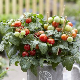 Daržovių sodinukai, pomidorai "Reto", vazonėlio skersmuo 10 cm.