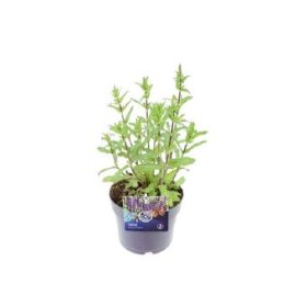 Daugiametė gėlė, šalavijas, vazono skersmuo 17 cm.