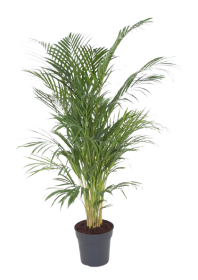 Kambarinis augalas, gelsvasis dipsis, vazonėlio skersmuo 24 cm.