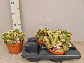 Kambarinis augalas, kaktusas, vazonėlio skersmuo 15 cm.