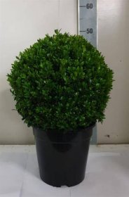 Dekoratyvinis krūmas, buksmedis, rutulio formos, vazonėlio skersmuo 24 cm.