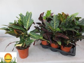 Kambarinis augalas, krotonas, vazonėlio skersmuo 17 cm.