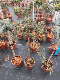 Spygliuotis, kadagys paprastasis "Zeal", ant stiebo, vazonėlio skersmuo 23 cm.