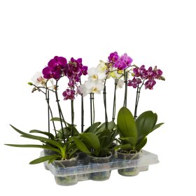Kambarinis augalas, orchidėja (Phalaenopsis), 1 šaka, vazonėlio skersmuo 9 cm.