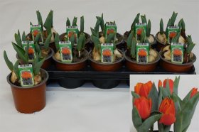 Kambarinis augalas, tulpė, vazonėlio skersmuo 12 cm.