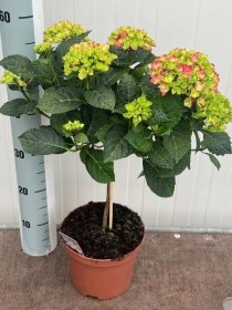 Dekoratyvinis krūmas, hortenzija "M Hot Red ST", vazonėlio skersmuo 19 cm.