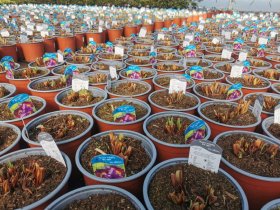 Daugiametė gėlė, vilkdalgis, vazonas 3 l.