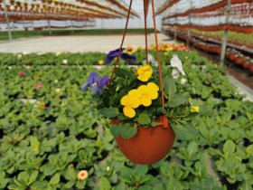 Vienmetė gėlė, našlaitė svyranti, vazono skersmuo 21 cm.