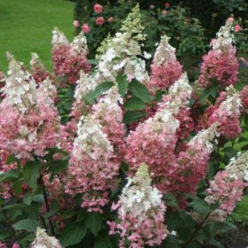 Dekoratyvinis krūmas, šluotelinė hortenzija "Candlelight", vazonėlio skersmuo 26 cm.