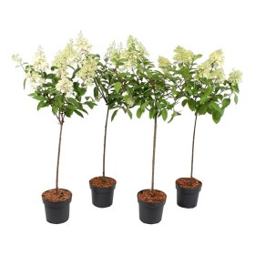 Dekoratyvinis krūmas, hortenzija šluotelinė, ant stiebo, aukštis 90 cm., vazonas 7,5 l.