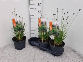 Žolinis augalas, mėlitas "Nitida", vazonėlio skersmuo 19 cm.