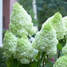 Dekoratyvinis krūmas, šluotelinė hortenzija "Moonlight", vazonėlio skersmuo 23 cm.