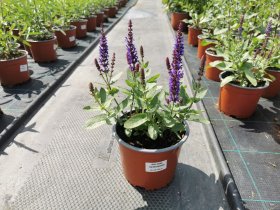 Daugiametė gėlė, šalavijas, vazonėlio skersmuo 15 cm.