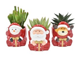 Kambarinis augalas, įvairių sukulentų Kalėdinė kompozicija, senis besmegenis, Kalėdų senis, elnias, vazonėlio skersmuo 6 cm.