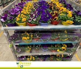 Kambarinis augalas, našlaitės, įvairios, vazonėlio skersmuo 17 cm.