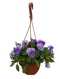 Vienmetė gėlė, našlaitė svyranti, vazonėlio skersmuo 15 cm.