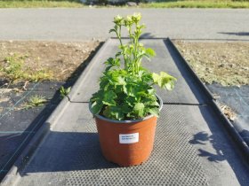 Daugiametė gėlė, astrancija, vazono skersmuo 15 cm.