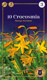 Montbrečių svogūnėliai George Davidson, 10 vnt., 8/10, Supreme, 660602, (P)