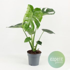 Kambarinis augalas, monstera "Deliciosa", vazonėlio skersmuo 21 cm.