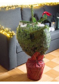 Paprastoji eglė (Picea abies) vazone, aukštis 100 - 125 cm.