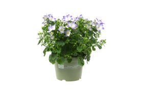 Kambarinis augalas, katilėlis "Fancy Mee", vazonėlio skersmuo 11 cm.