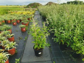 Dekoratyvinis krūmas, budlėja, vazonas 3 l.