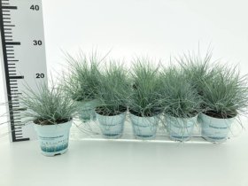 Žolinis augalas, eraičinas "Compact Blue", vazonėlio skersmuo 11 cm.