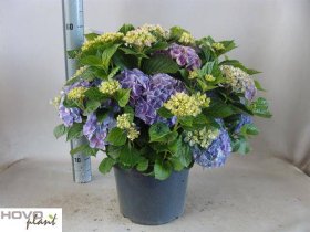 Dekoratyvinis krūmas, hortenzija "River", vazonėlio skersmuo 29 cm.