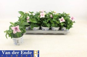 Daugiametė gėlė, plačiavarpis, vazonėlio skersmuo 12 cm.