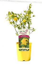 Dekoratyvinis krūmas, japoninė kerija "Pleniflora", vazonas 2 l.