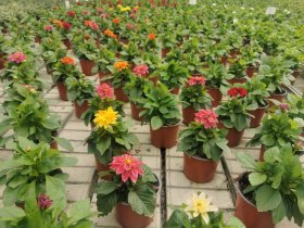 Vienmetė gėlė, jurginas, vazonėlio skersmuo 12 cm.