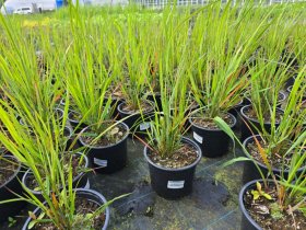 Žolinis augalas, lendrūnas, vazonėlio skersmuo 15 cm.