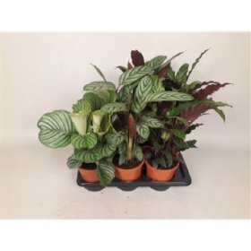 Kambarinis augalas, kalatėja, vazono skersmuo 17 cm.