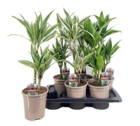 Kambarinis augalas, dracena, įvairi, vazonėlio skersmuo 17 cm.