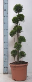 Spygliuotis, tuja vakarinė "Smaragd" (Pom Pom), aukštis 70-90 cm., vazonas 10 l.