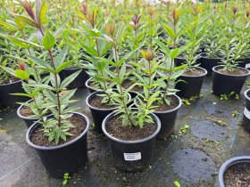 Daugiametė gėlė, veronikūnas, vazonėlio skersmuo 15 cm.