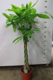 Kambarinis augalas, raivė (Pachira Aquatica), vazonėlio skersmuo 27 cm.