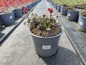 Šliaužiantis augalas, acena, vazonėlio skersmuo 19 cm.