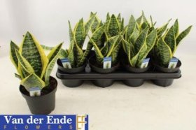 Kambarinis augalas, sansevjera "Futura Superb", vazonėlio skersmuo 14 cm.