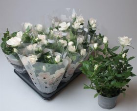 Daugiametė gėlė, rožė "Roma Cream", vazonėlio skersmuo 11 cm.