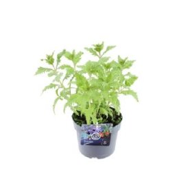 Daugiametė gėlė, mėlesas, vazono skersmuo 17 cm.
