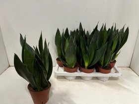 Kambarinis augalas, sansevjera trijuostė, vazonėlio skersmuo 14 cm.