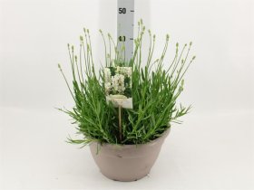 Daugiametė gėlė, levanda "Aroma White", vazonėlio skersmuo 27 cm.
