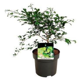 Dekoratyvinis medis, ginkmedis dviskiautis "Little Emperor", aukštis 40-50 cm., vazonas 5 l.