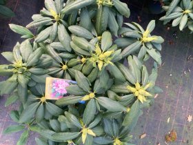 Dekoratyvinis krūmas, rododendras, įvairūs, vazonas 5 l.