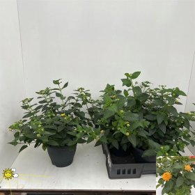Dekoratyvinis krūmas, lantana "Simon Orange", vazonėlio skersmuo 23 cm.