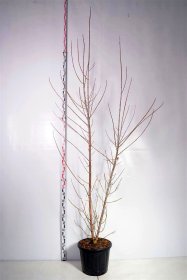 Dekoratyvinis medis, klevas uosialapis "Flamingo", aukštis 250-300 cm., vazonas 30 l.